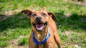 Adult, medium, male, american staffordshire terrier description: Adoption Appointments City Of Yonkers Ny