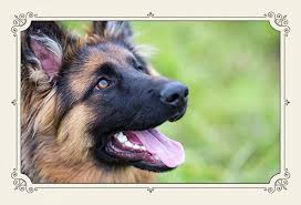 Meet this adaptable, friendly, and loving hybrid breed! Easy Solutions To Grooming Aggressive Dogs