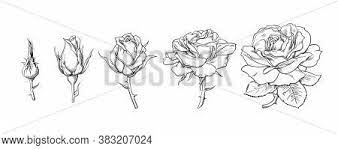 Check spelling or type a new query. Rose Flowers Set Vector Photo Free Trial Bigstock