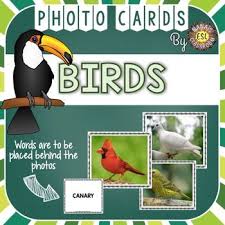30 Birds Photo Flash Cards Are Included In This Product Most Common Different Types Of Birds Are Represented In The Photo Flashcards Animal Lessons Bird Photo