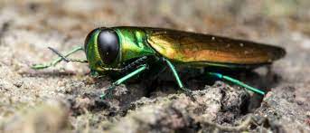 Emerald Ash Borer Treatment Chemjet Tree Injector