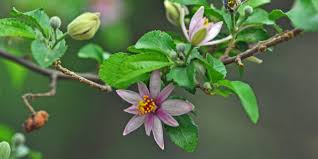 Image result for Grewia holtzii