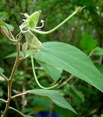 Image result for Helicteres