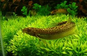 Weather Loaches And How To Keep Them - Practical Fishkeeping
