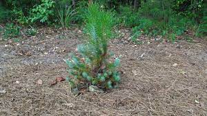 We did not find results for: Italian Stone Pine Juvenile Foliage And Mature Foliage Walter Reeves The Georgia Gardener