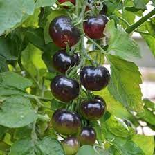 Your tomato black plant stock images are ready. Grafted Tomato Plant The Black Tomato Indigo Rose Dobies