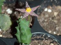 Image result for Piaranthus atrosanguineus