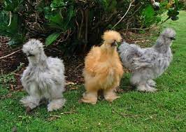 Cute Overload D Silkie Chickens Bantam Chickens Chickens Backyard