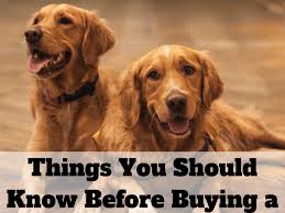What you should expect from a good breeder. 13 Things To Consider Before Buying A Golden Retriever Pethelpful By Fellow Animal Lovers And Experts