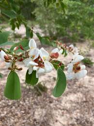 Image result for Baphia massaiensis