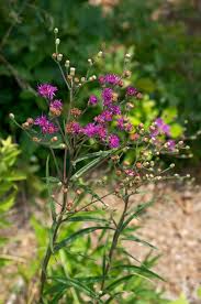 Image result for Vernonia scaettae