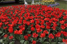 Tulips (tulipa) are perennial plants that flower in the spring and come in many colors including orange, yellow, red, and multicolored petals. Tulip Flowers 50 Types How To Grow And Pictures Florgeous