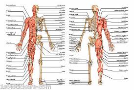 Help your child draw and label all the different organs, bones and muscle groups. A2 Human Anatomy Body Bones An Excellentdetailed Poster Print Great Quality Ebay