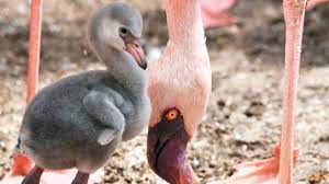 Why Are Flamingos Pink Cbbc Newsround