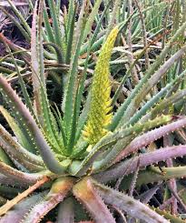 Image result for Aloe lutescens
