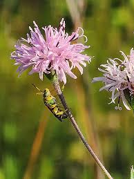 Image result for Vernonia centaureoides