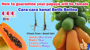 See more of pokok betik gaming on facebook. How To Guarantee Your Papaya Will Be Female Cara Kenal Betik Betina Dan Cara Menanam Dari Benihnya Youtube