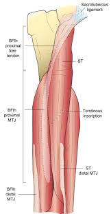 Avi is me, let me know if you want to see the rest. Aspetar Sports Medicine Journal Review Of Hamstring Anatomy