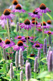 Echinacea Echinacea Beautiful Flowers Flowers