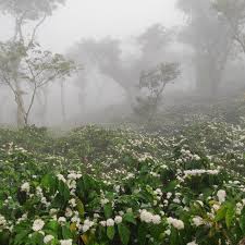Image result for Coffea canephora