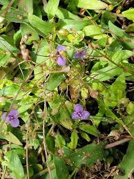 Image result for Murdannia semiteres