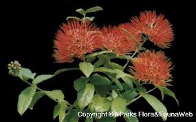 Image result for Combretum constrictum