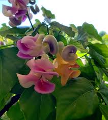 Image result for Vigna kirkii