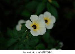 Image result for Turneraceae