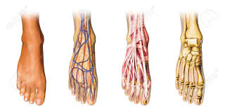 Tendons may also attach muscles to structures such as the eyeball. Human Foot Anatomy Cutaway Representation Showing Skin Veins And Arterias Muscles Bones With Clipping Path Included Stock Photo Picture And Royalty Free Image Image 11779715