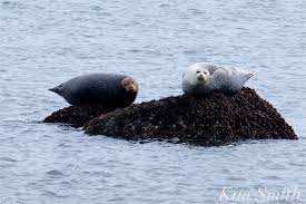 Since 1976 we have partnered with management teams to grow 216 businesses across 47 industries. Harbor Seal Vs Gray Seal Good Morning Gloucester