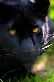 Black panthers are melanistic color variants of either leopard or jaguars. Exmoor Zoo