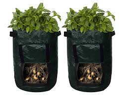 Be sure to use only certified seed potatoes a. How To Grow Potatoes At Home The Kitchen Garten