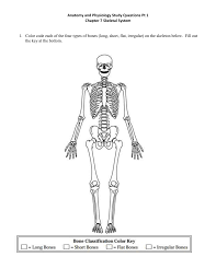 Quizlet Anatomy And Physiology Chapter 7