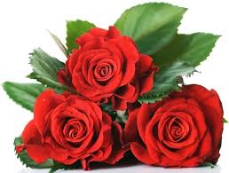 Maybe you would like to learn more about one of these? Rose Flowers Free Stock Photos Download 11 612 Free Stock Photos For Commercial Use Format Hd High Resolution Jpg Images