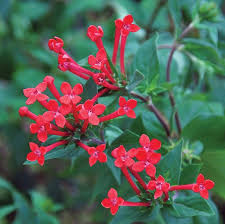 Hummingbirds are especially attracted to red and orange, including the reds in blue and purple. Hummingbird Flower Ruby Red Bouvardia Hybrid Fragrant Clusters Of Brilliant Red Tubular Blooms With Pink Th Hummingbird Flowers Scent Garden Flowers