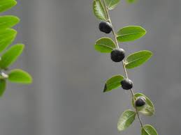 Image result for Phyllanthus reticulatus