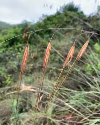 Image result for Tristachya