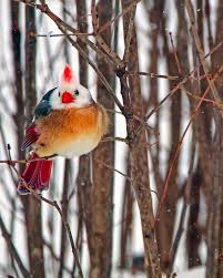 The cardinal bird also takes its name from the cardinal bishops. 61 Cardinal Odd Colored Ideas In 2021 Cardinal Cardinal Birds Animals