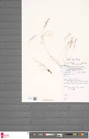 Image result for Aristida recta