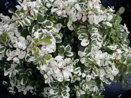 Image result for Breynia disticha