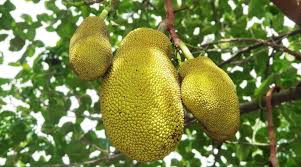 How To Plant Grow And Care For Jackfruit In Your Garden