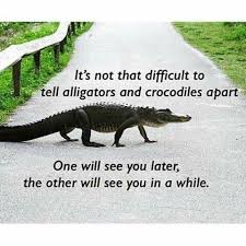 My Alligator Says Different Best Funny Pictures Funny Animals Haha Funny