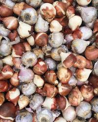 Flower bulbs allow that one individual plant to sprout and grow again after each winter. What Is A Bulb Gardening In Michigan