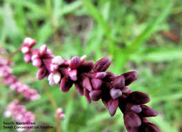 Image result for Persicaria decipiens