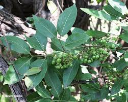 Image result for Psydrax livida