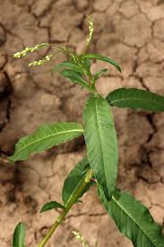 Image result for Persicaria hystricula