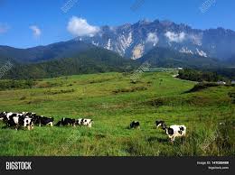 View Cows Desa Dairy Image Photo Free Trial Bigstock