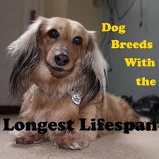 All dachshunds have an arched muzzle, almond shaped eyes, round ears, and straight tail. 5 Dog Breeds With The Longest Life Expectancy Pethelpful