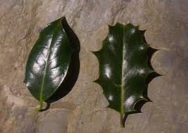 We did not find results for: Ilex Aquifolium Holly Identification Guide