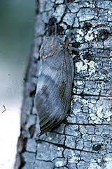 Image result for Globimetula mweroensis